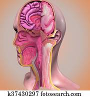 הובל, אנטומיה