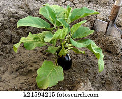 eggplant eggplant
