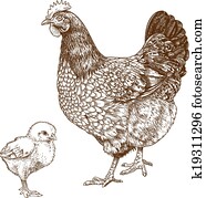 illustration of engraving chicken illustration of engraving chicken