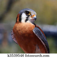Ameican kestrel Falcon