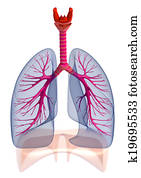 human, pulmões, e, bronchi, isolado