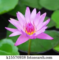 lotus flower lotus flower