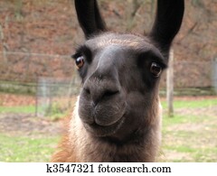 Confused Llama Confused Llama
