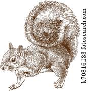 engraving illustration of eastern gray squirrel engraving illustration of eastern gray squirrel