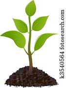 Green Young plant 