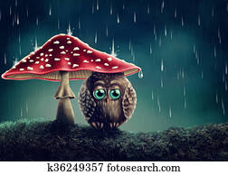Little owl under mushrooms Little owl under mushrooms