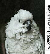 Portrait of a white cockatoo bird on a dark background. Variations, bird Moluccan cockatoo parrot for domestic breeding.