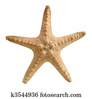 Starfish. Starfish.