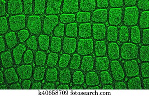 Green alligator patterned background Green alligator patterned background