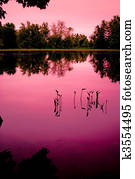 jovem, ervas daninhas, em, um, pântano, lagoa