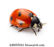 Ladybug Ladybug