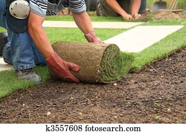 Laying sod for new lawn Laying sod for new lawn