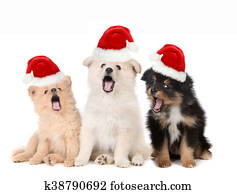 natal, filhotes cachorro, desgastar, santa, chapéus, e, cantando