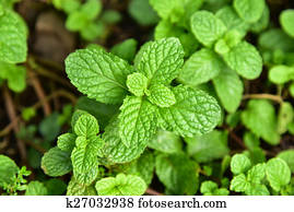 Pepper mint Pepper mint