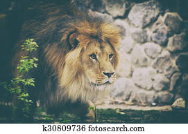 Lion.