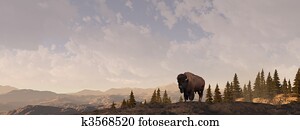Mountain Bison Mountain Bison