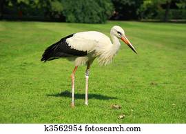 Stork