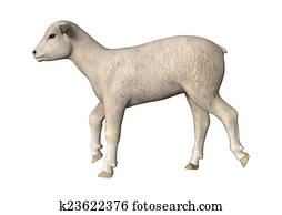Trotting Lamb Trotting Lamb