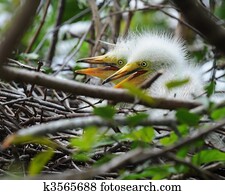 Twin Egret Chicks