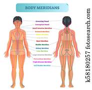 Body meridian system vector illustration scheme, Chinese energy acupuncture therapy diagram chart. Body meridian system vector illustration scheme, Chinese energy acupuncture therapy diagram chart.