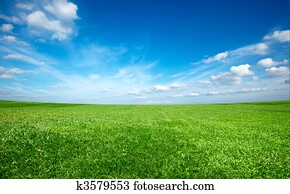 campo, de, verde, fresco, capim, sob, céu azul