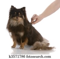 dog grooming dog grooming