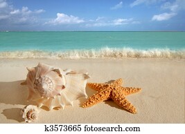 escudos mar, starfish, tropicais, areia, turquesa, caraíbas