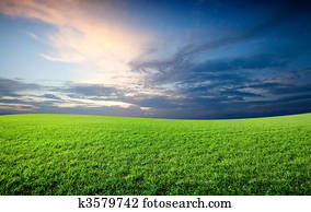 Field of green fresh grass under blue sky