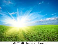 Sunset on field of green fresh grass under blue sky