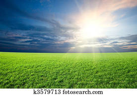 Sunset sun and field of green fresh grass under blue sky