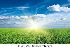 Sunset sun and field of green fresh grass under blue sky