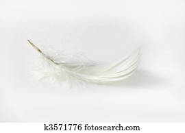 white feather on white background