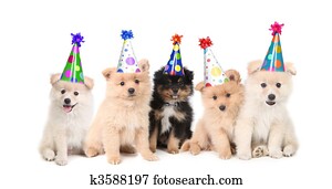cinco, pomeranian, filhotes cachorro, celebrando, um, aniversário