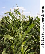 colheita milho, field.