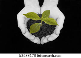 Plant in hand Plant in hand