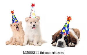 tolo, celebrando, aniversário, filhotes cachorro