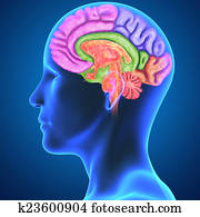 מוח, חלקים, עם, גוף