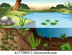 a, teich, ecosytem a, teich, ecosytem