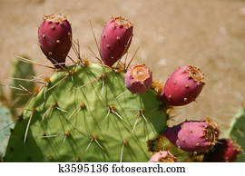 Cactus Cactus