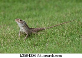Lagarto, en, el, pasto o césped Colección de imágen | k59282830