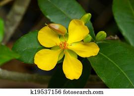 Mickey Mouse flower Mickey Mouse flower