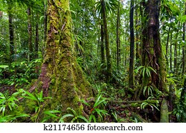 Rainforest Rainforest