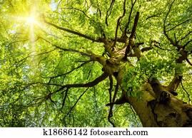 Sun shining through an old beech tree Sun shining through an old beech tree