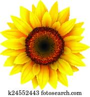Sunflower, Sunflower,