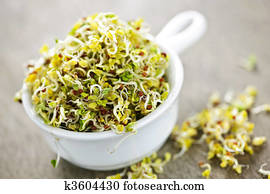 Alfalfa sprouts in a cup Alfalfa sprouts in a cup