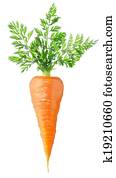 Carrot Carrot
