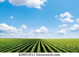 cultivated field cultivated field