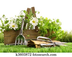 Fresh herbs in wooden box on grass Fresh herbs in wooden box on grass