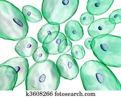 human cells human cells
