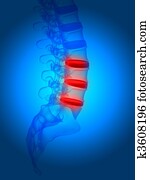 human spine human spine
